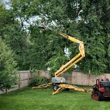 Best Tree Risk Assessment  in Lexico, CA