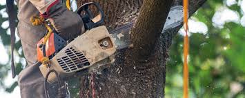 Best Lot and Land Clearing  in Lexico, CA