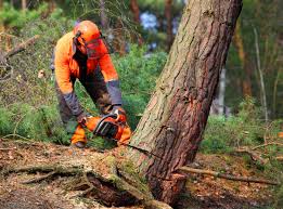 Best Lawn Renovation and Restoration  in Lexico, CA