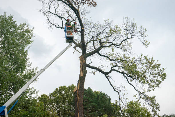Best Storm Damage Tree Cleanup  in Lexico, CA
