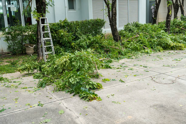 Best Tree Trimming and Pruning  in Lexico, CA