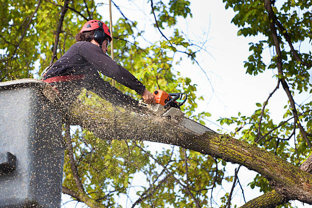 Best Root Management and Removal  in Lexico, CA